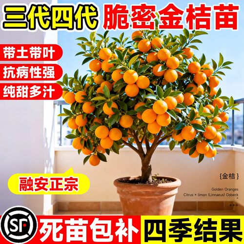 融安脆蜜金桔树苗带果无籽大果