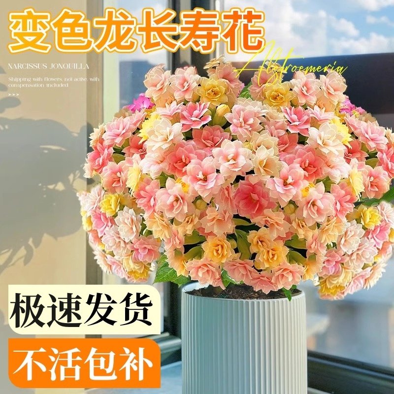 长寿花盆栽四季开花重瓣变色龙带花苞大花花苗室内易活花卉绿植物,鲜花速递/花卉仿真/绿植园艺,时令草本花卉,淘宝优惠券,粉丝福利购,淘宝优惠卷