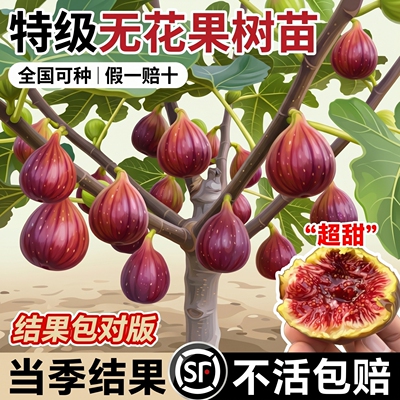 无花果特大果耐寒盆栽当年结果