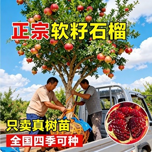 特大石榴树树苗突尼斯软籽石榴苗盆栽庭院果树带土无籽甜石榴树苗