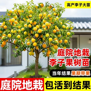 三华李子树苗庭院特大果新品种南北方种植嫁接果苗红心脆李果树苗