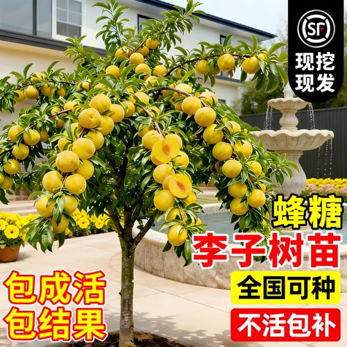 正宗蜂糖李嫁接果苗四季好养