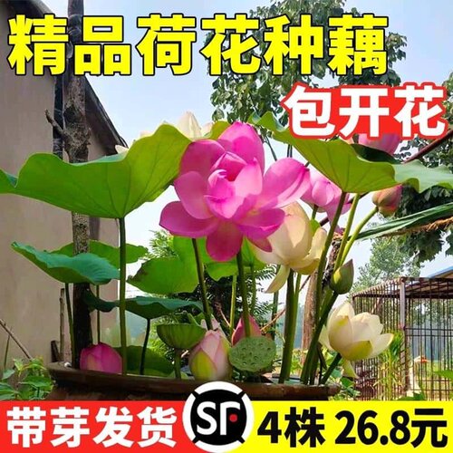 荷花种根苗盆栽水养观赏荷花