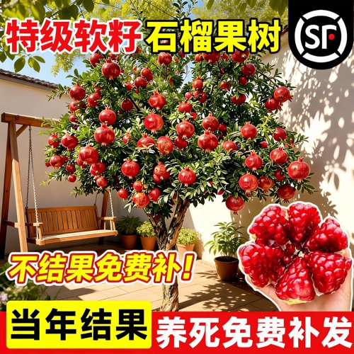 特级突尼斯软籽石榴苗当年结果