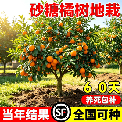 沙糖桔树苗盆栽当年结果好养