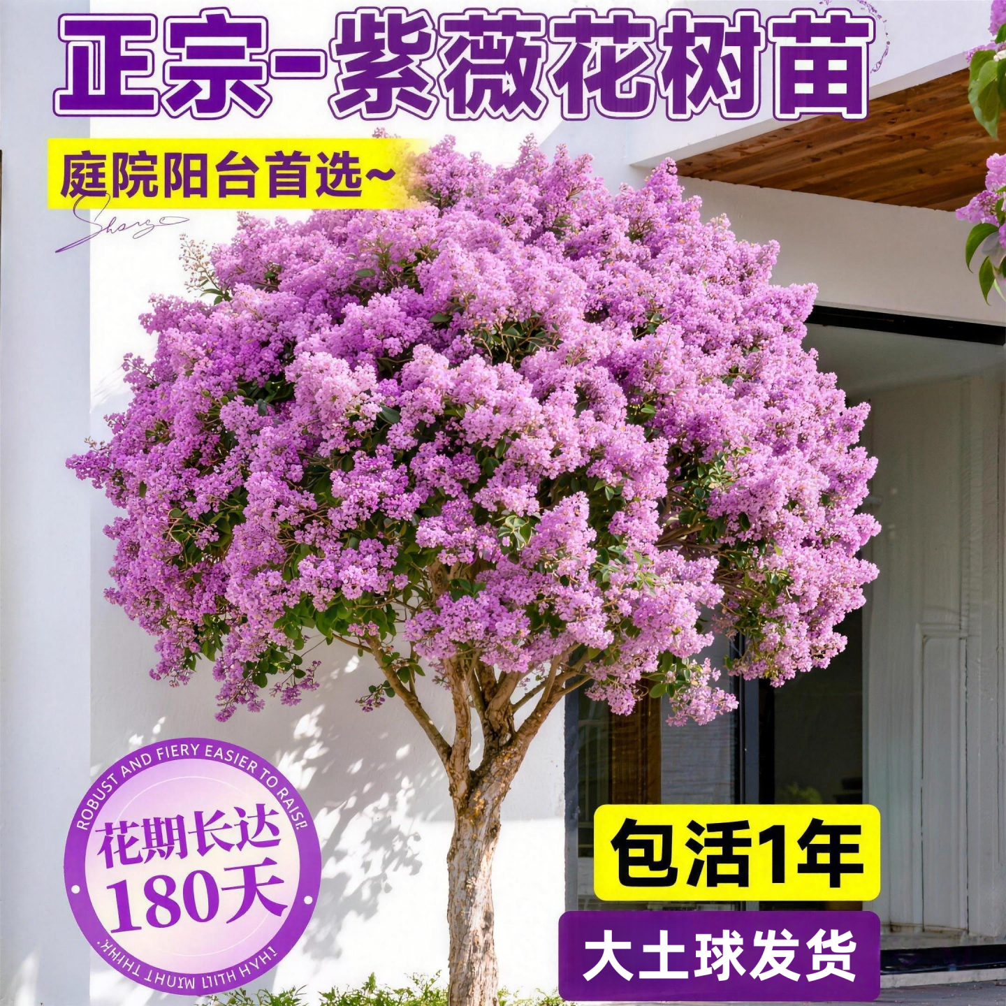 红紫薇百日红盆栽树苗庭院绿化
