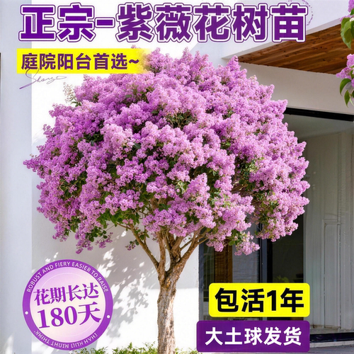 红紫薇百日红盆栽树苗庭院绿化