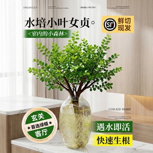 小叶女贞老桩水培植物办公室桌面绿植客厅室内水养鲜花家用插花卉