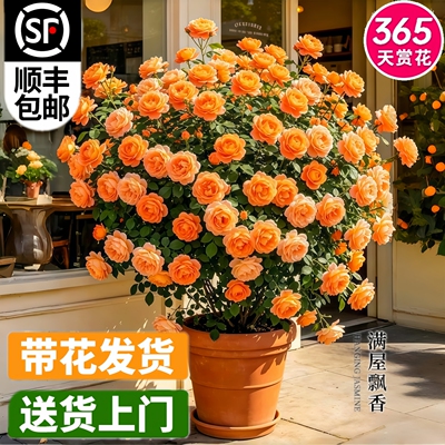 果汁阳台月季盆栽大花浓香带花