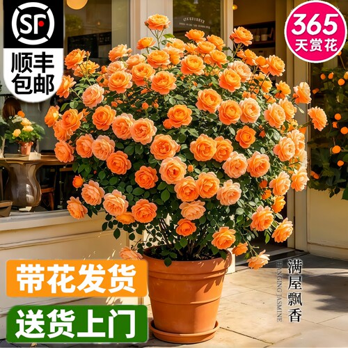 果汁阳台月季盆栽大花浓香带花