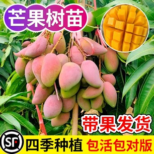 大芒果苗树嫁接金煌凯特芒贵妃芒果树当年结果四季芒果苗树苗特大