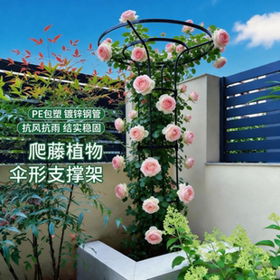 伞形花架植物爬藤架花园玫瑰月季架子花撑支架支撑杆防腐防锈稳固