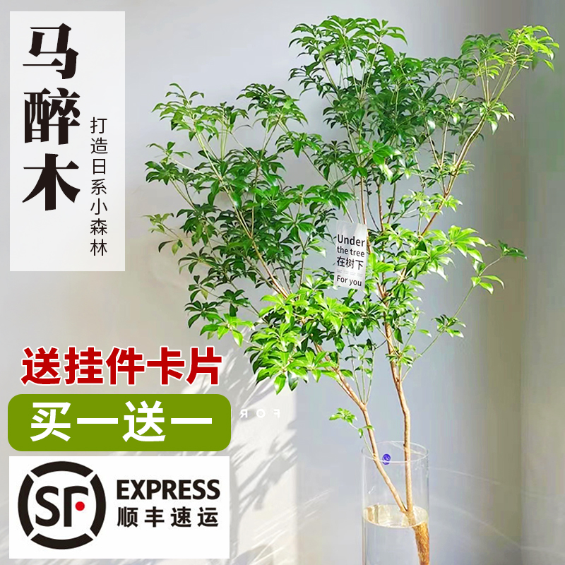 马醉木水培植物鲜切枝条日本吊钟树室内客厅装饰绿植花卉盆栽水养