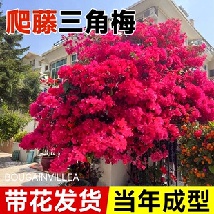 1米高杆三角梅爬藤漳红樱带花金夫人金发女郎桑巴卡亚塔四季开花