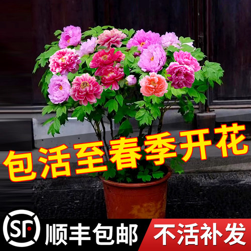 牡丹花苗盆栽特大苗庭院四季