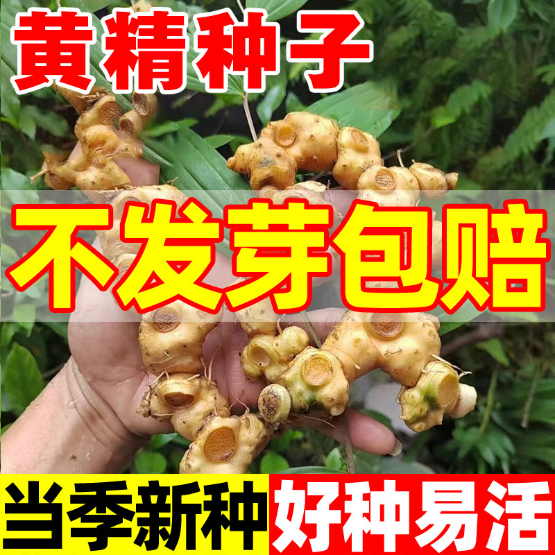 黄精种子鸡头参种籽种籽老虎姜黄精种籽黄精籽滇黄精种子四季播种