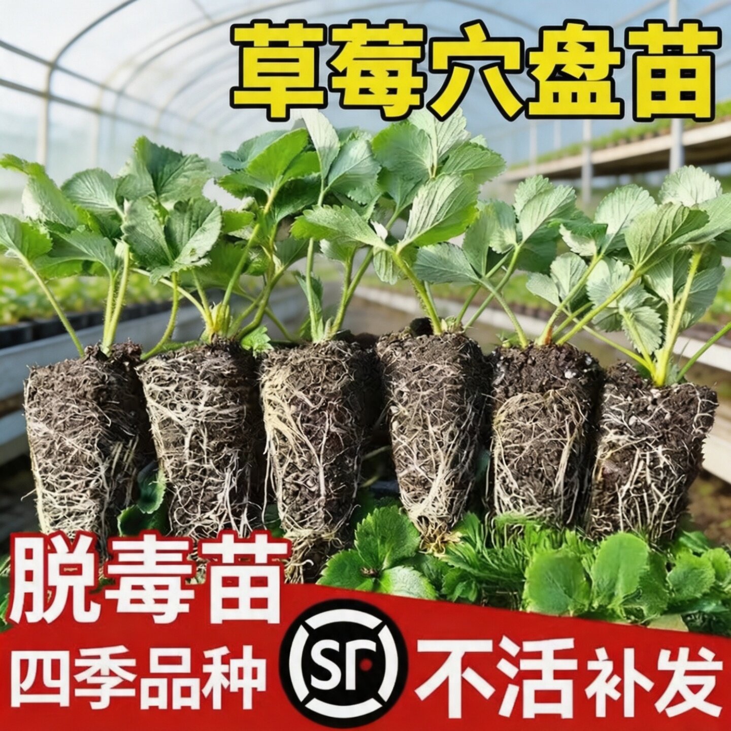 四季结果特大号草莓苗盆栽图片