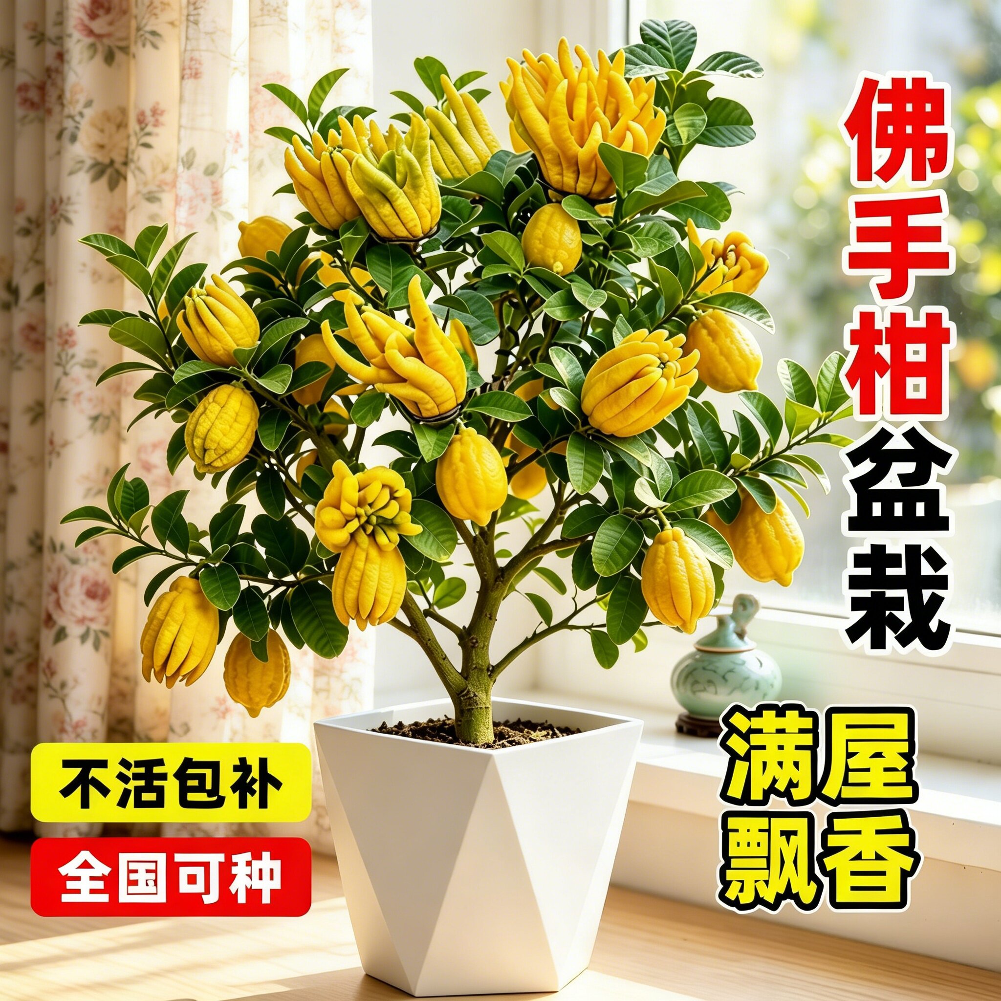 佛手柑老桩树苗盆栽带果室内外客厅庭院四季好养可食用观赏绿植物