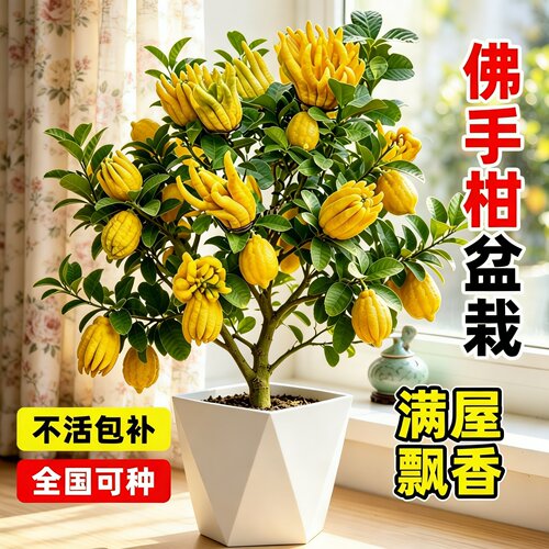 佛手柑老桩盆栽带果好养观赏