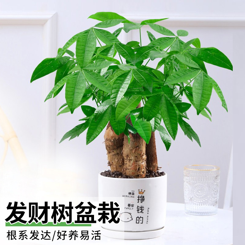 发财树盆栽植物室内客厅招财办公室好养活金钱树盆景四季常青绿植