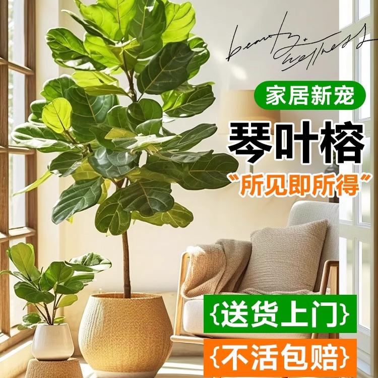 琴叶榕盆栽大型绿植大叶老桩日式北欧风格室内客厅落地办公室真树