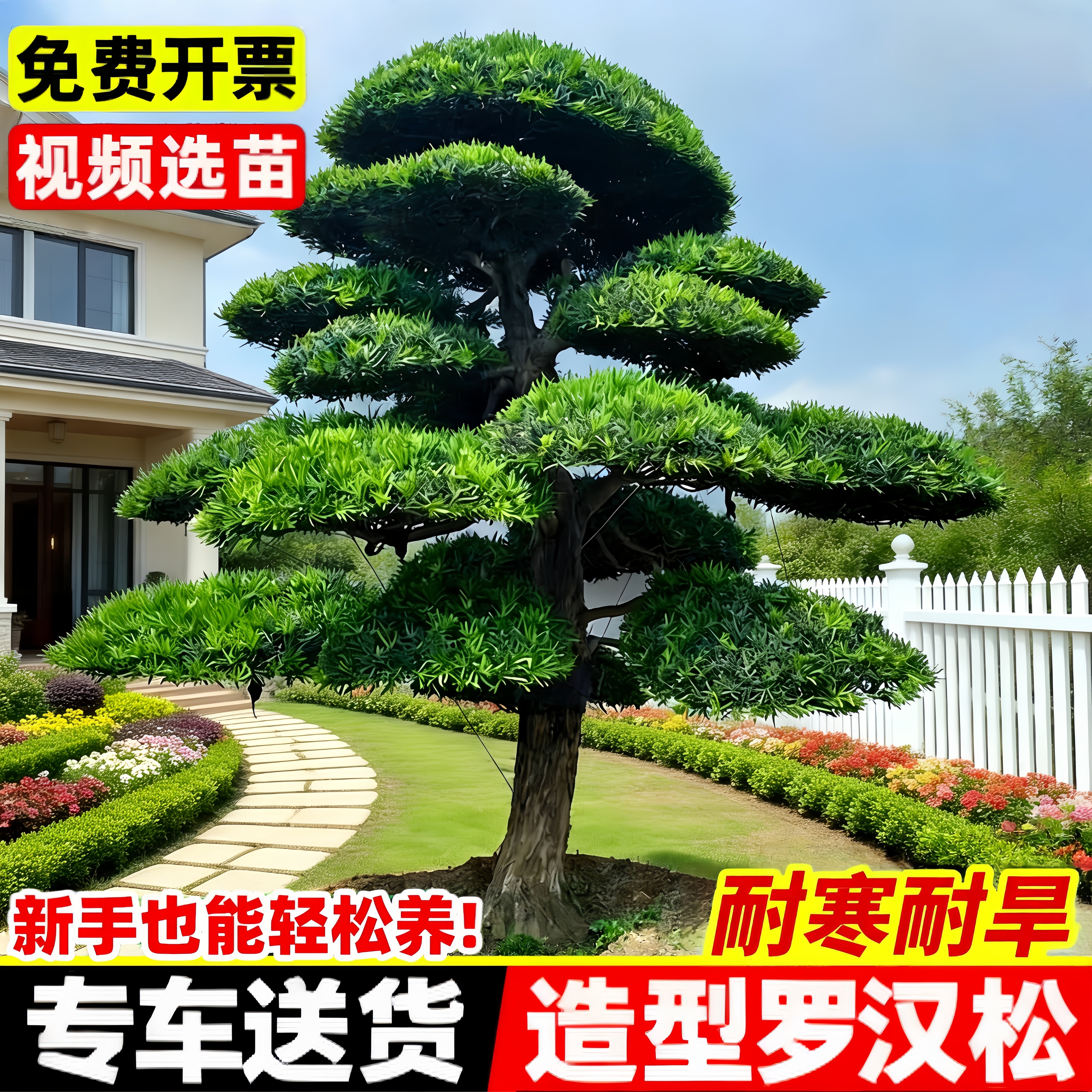 罗汉松庭院造型树别墅庭院地栽盆栽绿化苗四季常青盆景景观树苗