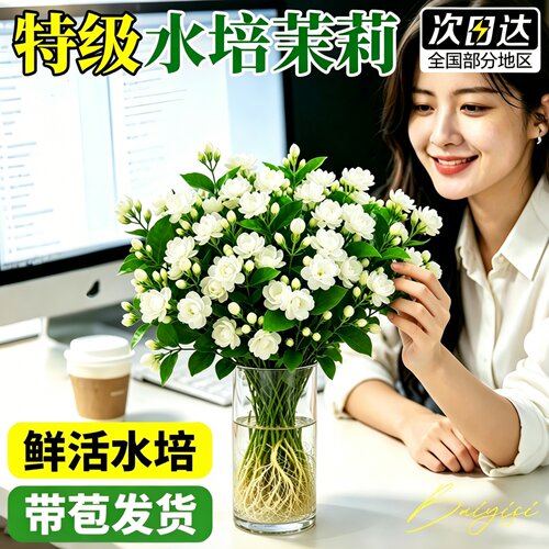 水培茉莉花盆栽带苞易养