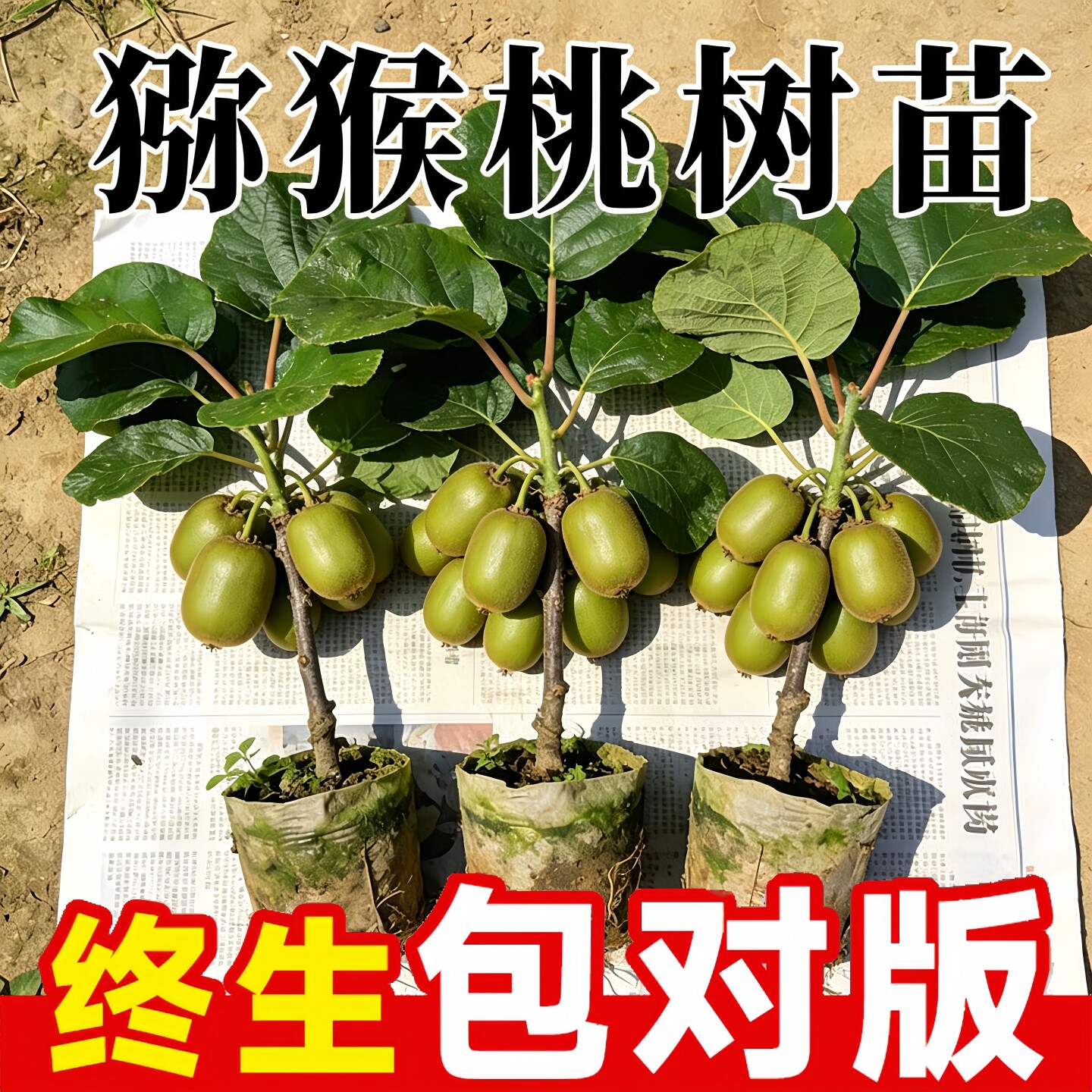 猕猴桃树苗公母同株当年结果嫁接图片