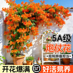 炮仗花树苗鞭炮花四季开花老桩大苗全国可种阳台庭院凌霄爬藤植物