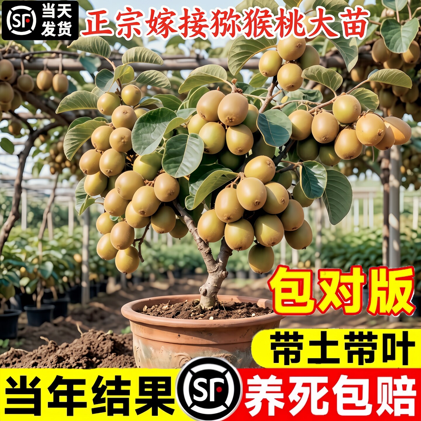 软枣猕猴桃树苗公母同株当年果图片