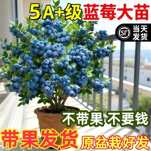 水果树苗 带果发货蓝莓树果苗盆栽L25特大号蓝莓苗南北方种植四季