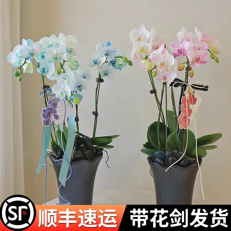 蝴蝶兰盆栽观花植物室内花卉好养易活四季开花的花阳台植物带花苞,家居饰品,落地摆件,淘宝优惠券,粉丝福利购,淘宝优惠卷