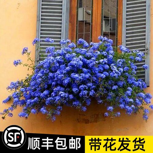 蓝雪花苗四季开花垂吊爬藤植物