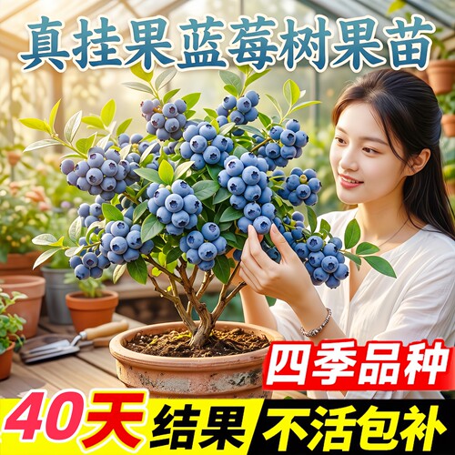 蓝莓盆栽果苗带果花香南北可种