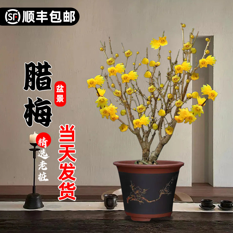 腊梅花树苗盆栽梅花盆景腊梅耐寒图片