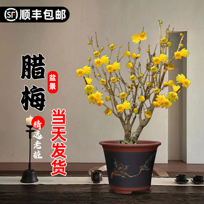 腊梅花树苗盆栽梅花盆景腊梅耐寒
