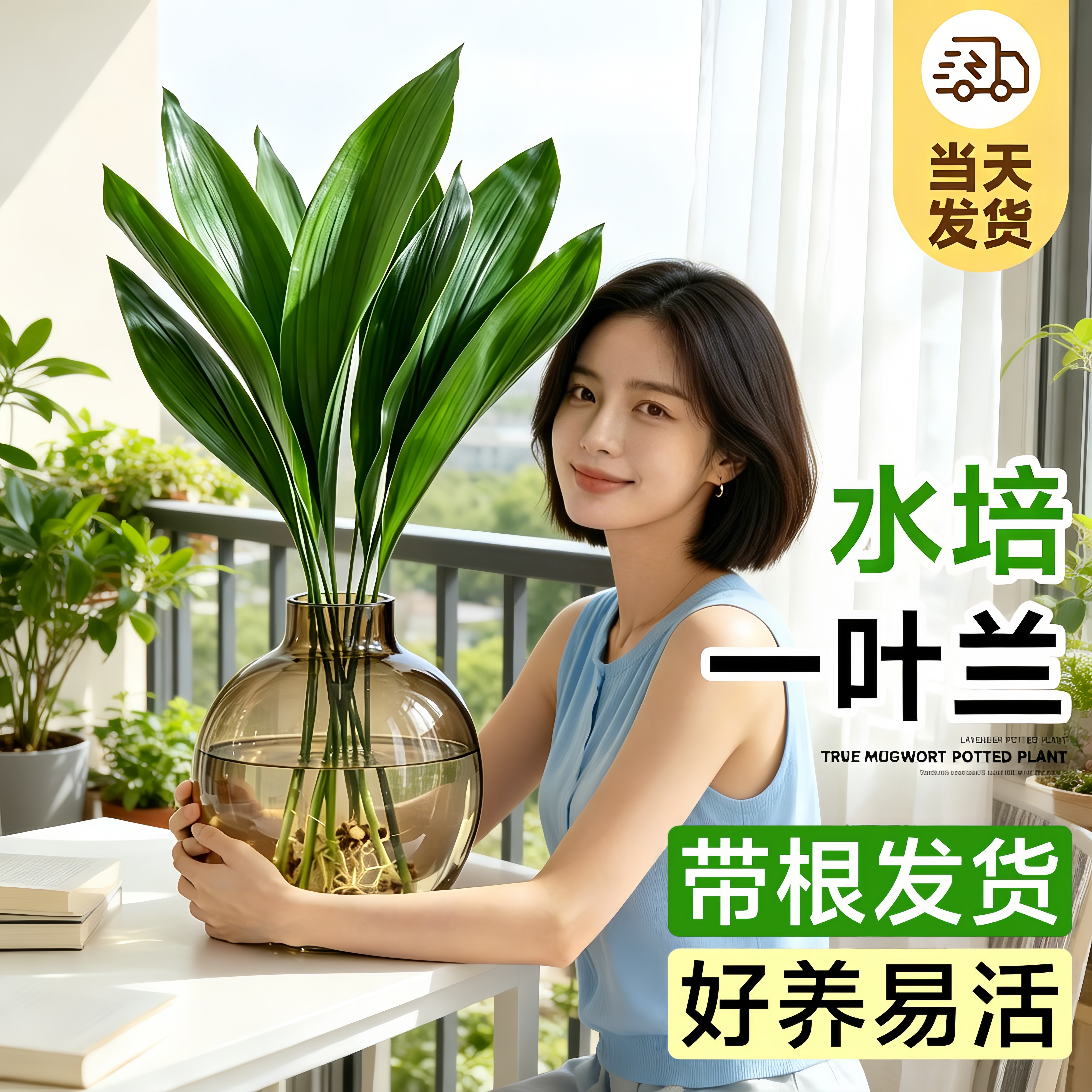 一叶兰纯水培室内好养绿植图片