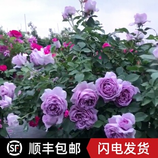 德国品种月季花苗蓝花诗人诺瓦利斯蓝紫色系大花浓香四季好养易活