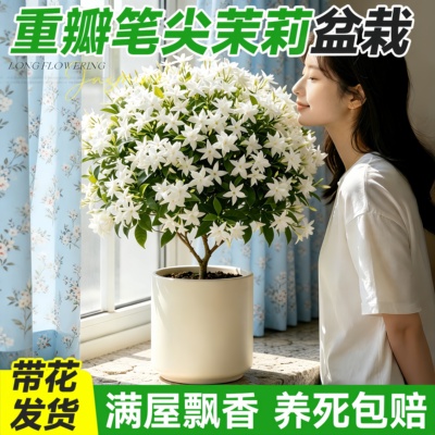 重瓣笔尖茉莉盆栽四季开花好养