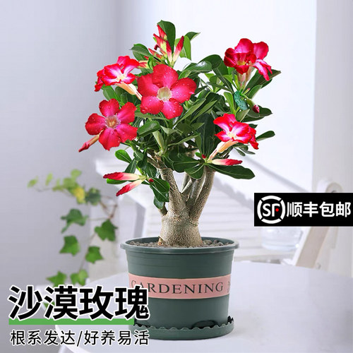 重瓣沙漠玫瑰盆栽带花苞四季开花