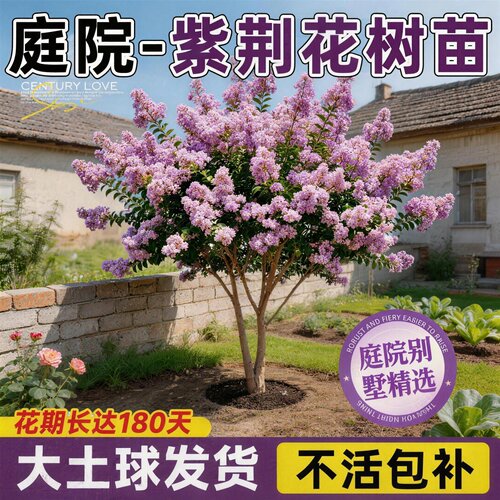 庭院紫荆花树苗四季好养绿化