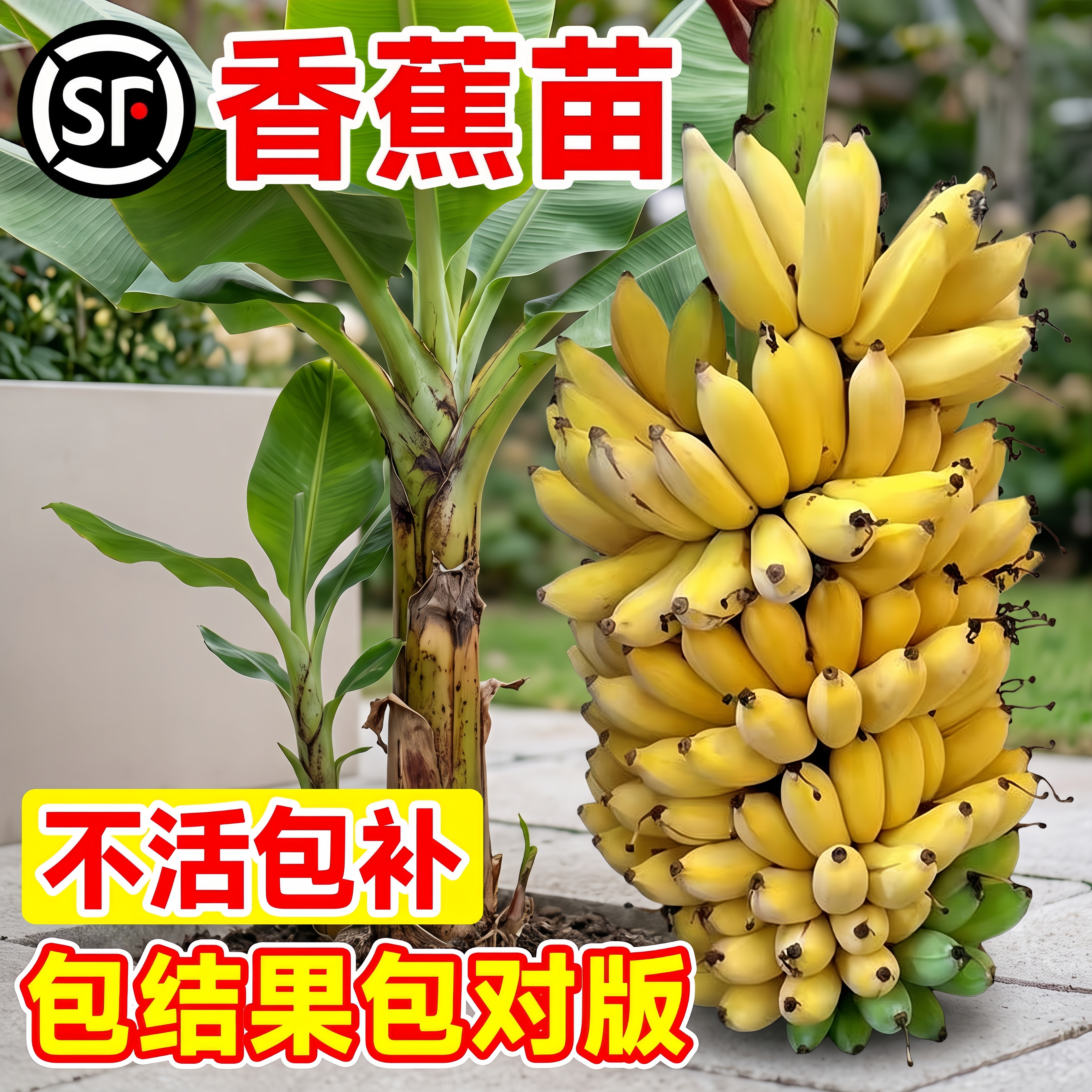 香蕉树苗盆栽地栽四季结果耐寒图片