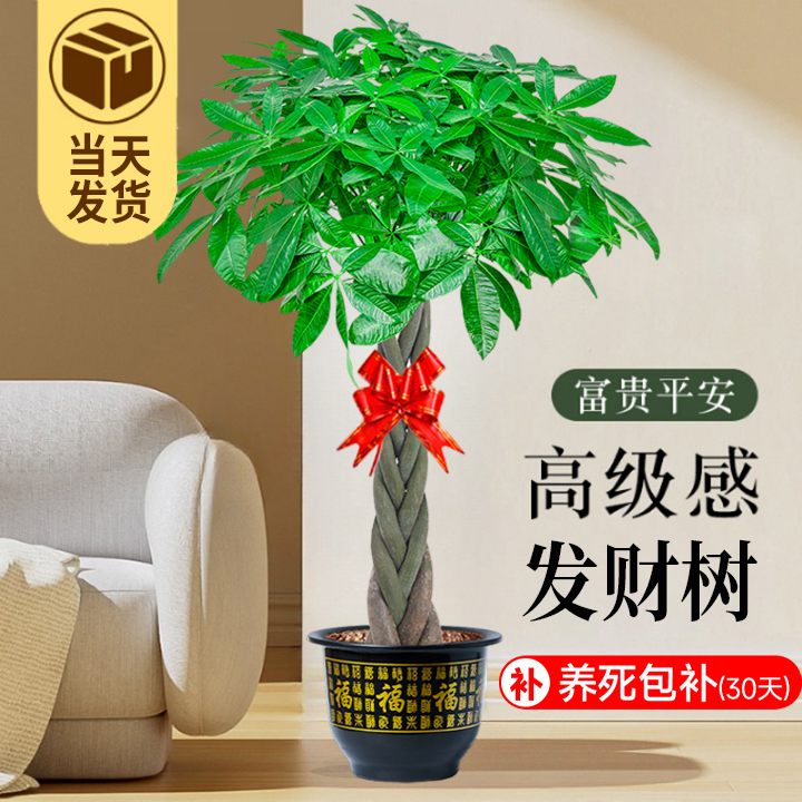 发财树盆栽室内好养大型招财树