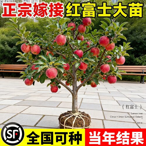 正宗嫁接红富士耐寒苹果树苗