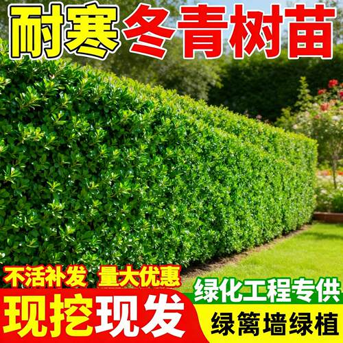 北海道黄杨冬青树苗耐寒常青绿篱