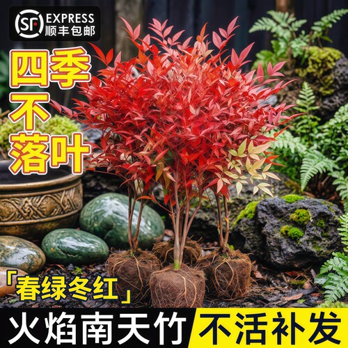 火焰南天竹盆栽红叶耐寒客厅庭院