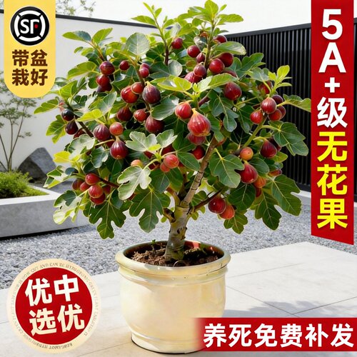 波姬红无花果苗当年结果易活盆栽
