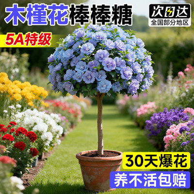 重瓣小木槿树苗耐寒四季开