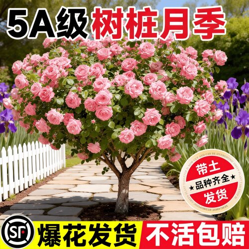 棒棒糖树桩月季老桩特大花苗