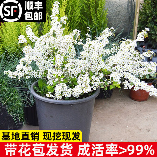 珍珠梅盆栽花苗菱叶绣线菊树苗